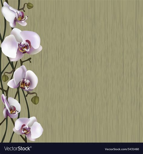 √70以上 white orchid background 106863-White orchid background