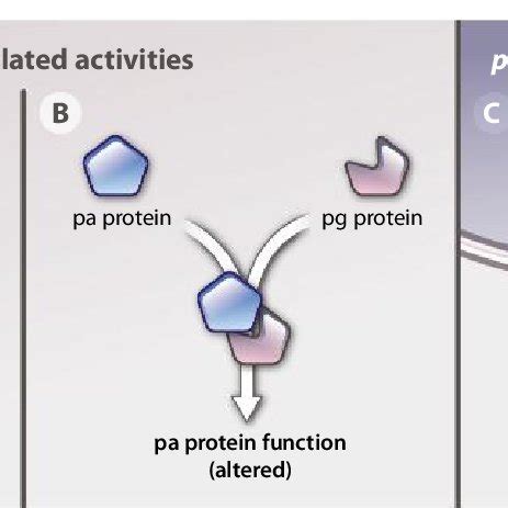 Types of pseudogenes. (A) Nonprocessed pseudogenes derive from gene ...