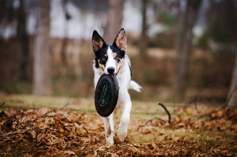 10 Best Dog Frisbee Hard and Soft of 2020 (Review) | Herepup