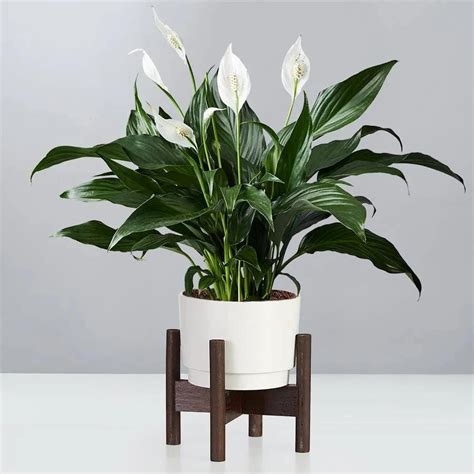 20 Indoor Flowering Plants for a Brighter Home All Year Round