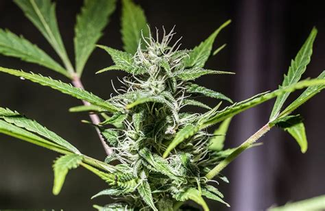 Best Skunk Strains to Grow | Top 10 | 2023 UPDATE