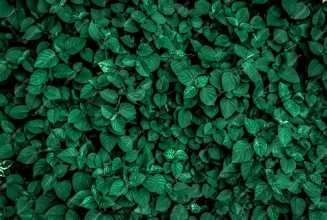 Premium Photo | Dense dark green leaves in the garden. emerald green ...