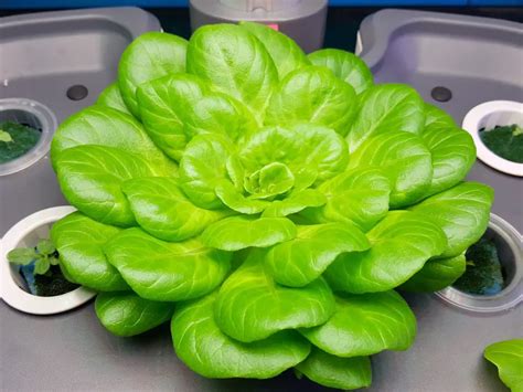 10 Best Indoor Hydroponic Kits - Indoor Home Garden