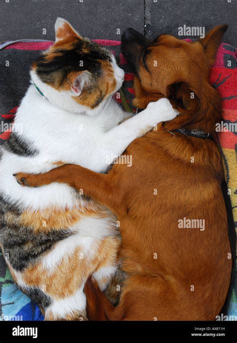 Cat and dog hugging each other Stock Photo - Alamy