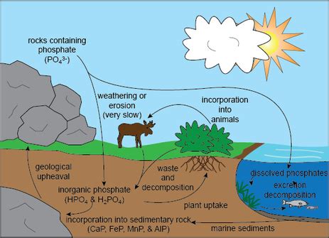 The Cycle - The Phosphorus cycle