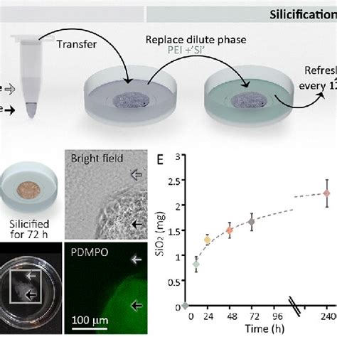 A polymer phase separation system that concentrates silica in the dense... | Download Scientific ...