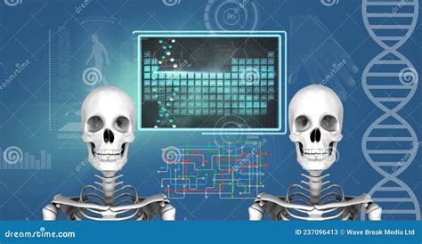 Two Human Skeleton Models and Digital Interface with Medical Data ...