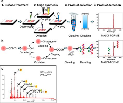 Oligonucleotide synthesis using the microreactor chip and the... | Download Scientific Diagram