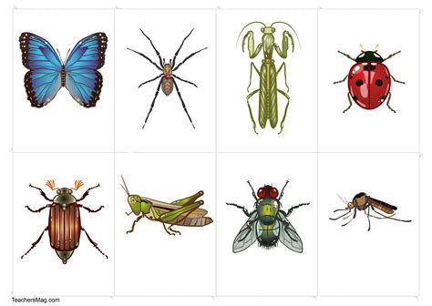 Science: Learning About Insects. TeachersMag.com