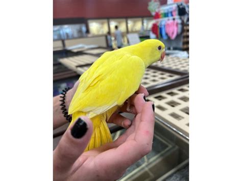 Bird ID:234004 Located at Petland Norwin, PA