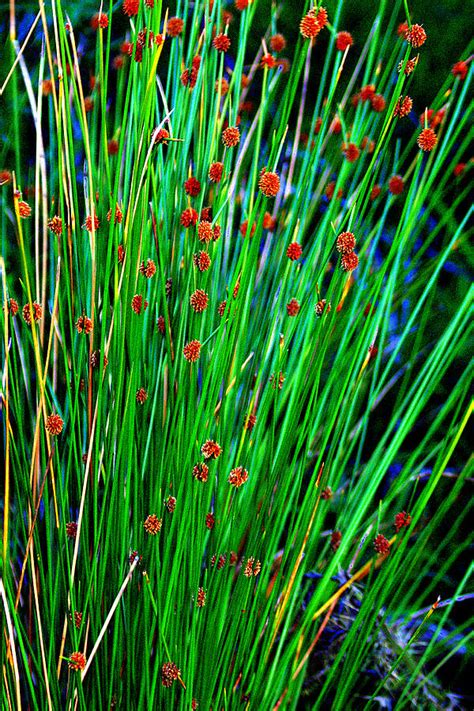 Australian Native Grass Photograph by Miroslava Jurcik