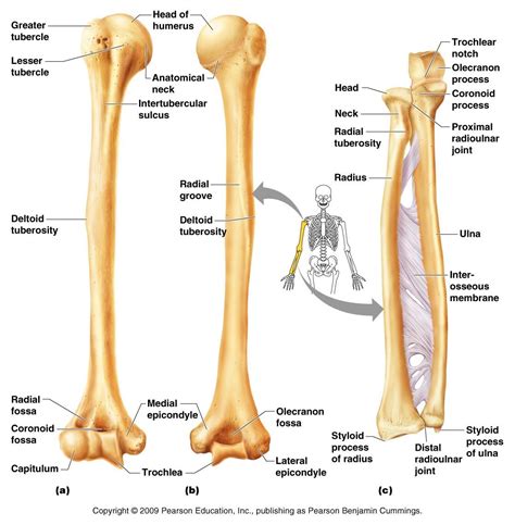 Humerus, Radius, Ulna | Anatomy & Physiology | Pinterest