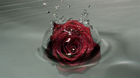 Red Rose In Water, droplets, 2560x1440 HD Wallpaper and FREE Stock