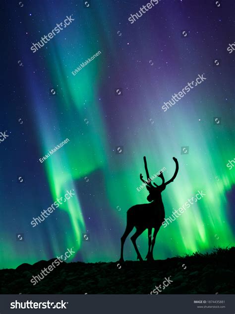 Reindeer Standing Hill Night Sky Stars Stock Photo (Edit Now) 1874435881