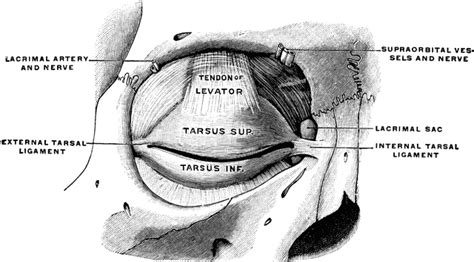 Eyelid | ClipArt ETC