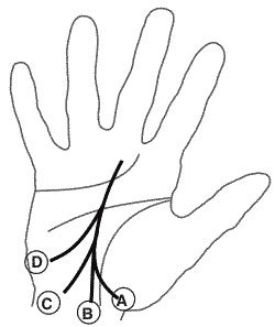 KC - ASTROLOGY: Fate Line In Palmistry