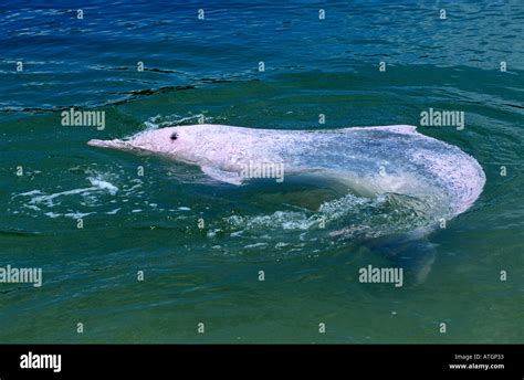 Indo Pacific humpback dolphin pink phase (Sousa chinensis) Captive ...