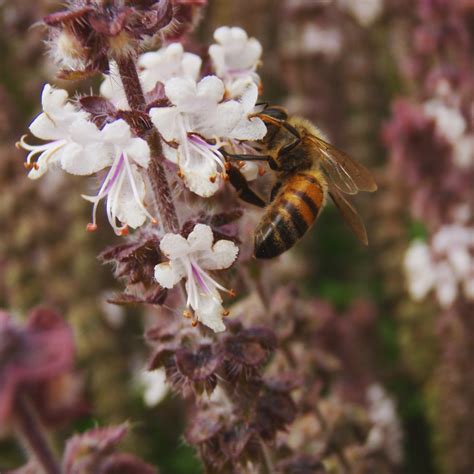 TOP 10 BEE-FRIENDLY FLOWERS - Beekeeping Like A Girl