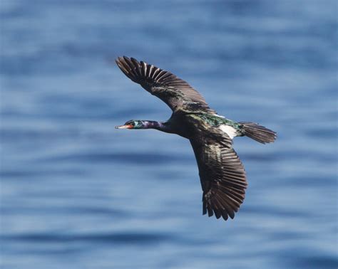 Zenfolio | Feather Light Photography | Pelagic Cormorant | Pelagic ...