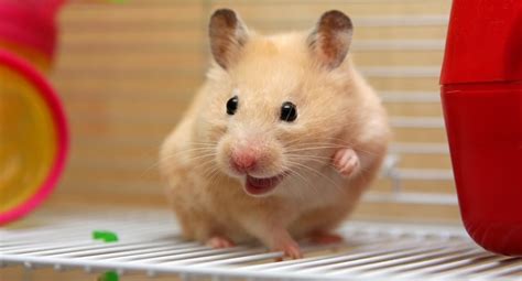 Are Hamsters A 'Good Pet'? PETA, 43% OFF