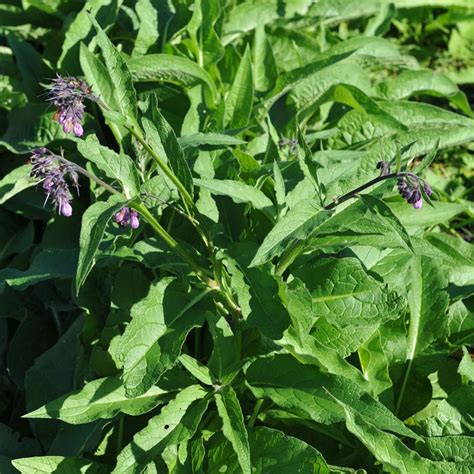 Russian Comfrey Plant | Symphytum uplandica x Buy Online