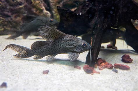 Upside Down Catfish: A Quirky and Distinctive Aquarium Fish