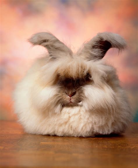 The Cuddly, Fluffy, Surreal World of Angora Show Bunnies - The New York Times