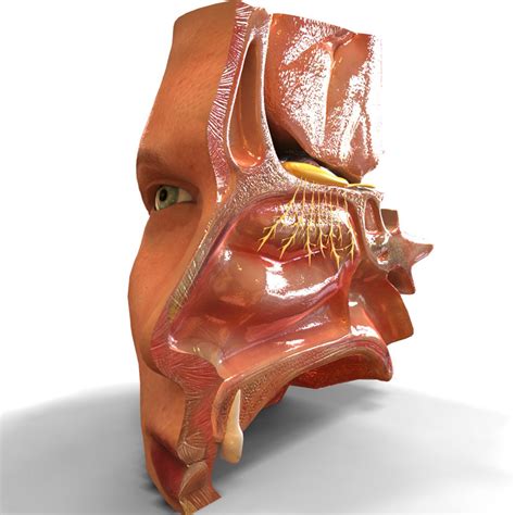 nose anatomy 3d model