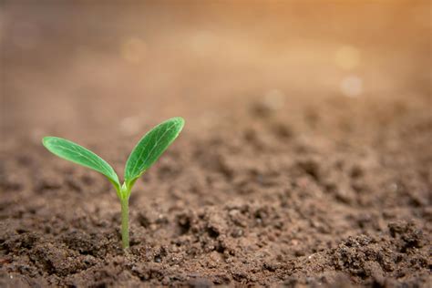 Plant sprouting from soil 1227187 Stock Photo at Vecteezy