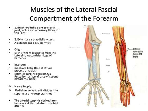 PPT - The Forearm 2 PowerPoint Presentation, free download - ID:2188503