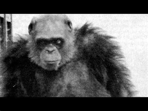 The Bili Ape: The "lion killer" Chimps. : Project_BigFoot