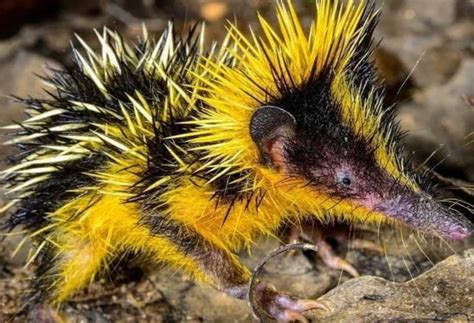 Lowland streaked tenrec Class: Mammalia Order: Afrosoricida Family: Tenrecidae Hemicentetes ...