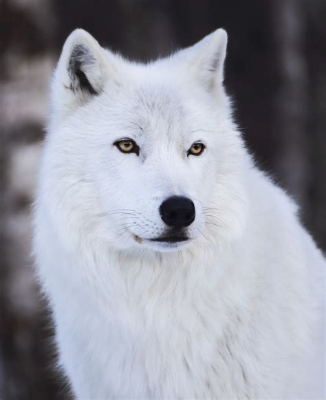 White Wolf Animal Wildlife Arctic - Free photo on Pixabay