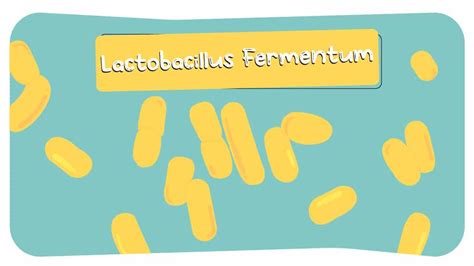 6 Lactobacillus Fermentum Health Benefits - Probiotic Review Girl