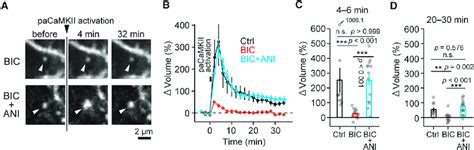 The suppression of paCaMKII-induced sLTP is dependent on protein... | Download Scientific Diagram