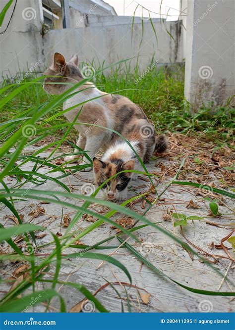 Baby Cat Playing with Its Mother Stock Image - Image of grass, mother: 280411295