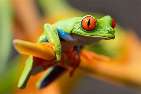 Frogs, especially tree frogs, are captivating and adorable creatures ...