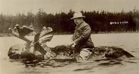 The True Story Behind That Picture Of Teddy Roosevelt Riding A Moose