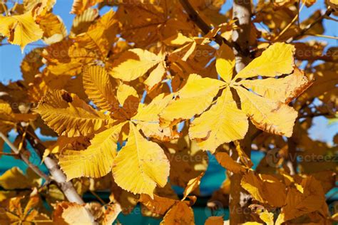 autumn leaves of horse chestnut tree 11441355 Stock Photo at Vecteezy