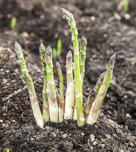 Asparagus Companion Plants – What Can You Plant Next To It – Amaze Vege Garden