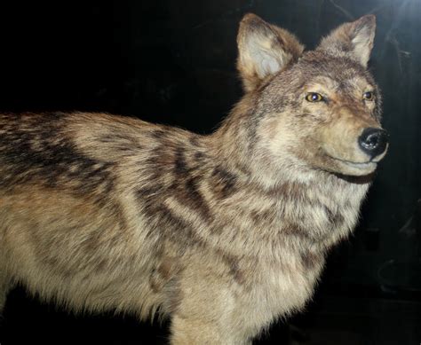 Newfoundland wolf - Wikipedia