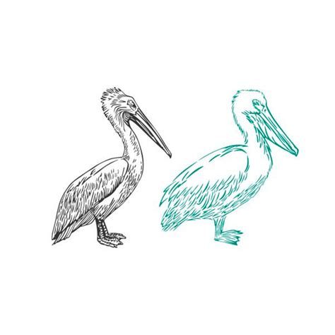 Pelican Cuttable Design SVG PNG DXF & Eps Designs Cricut Cameo File ...