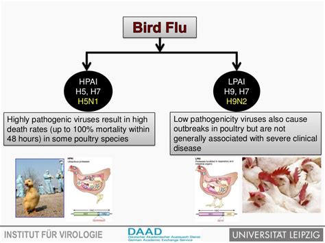 Avian influenza virus and transmission