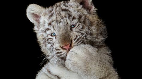 3840x2160 Cute White Tiger Cub 4K ,HD 4k Wallpapers,Images,Backgrounds,Photos and Pictures