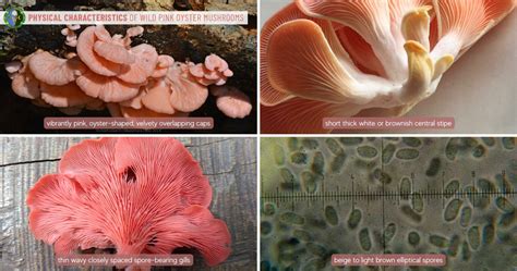 Pink Oyster Mushroom Guide | Pleurotus Djamor