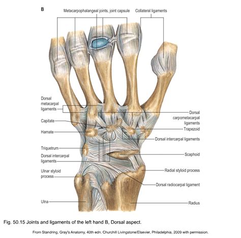 Anatomy Of The Thumb Ligaments - Anatomy Book