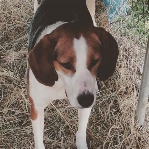 Treeing Walker Coonhound Puppies For Sale | Sweetwater, TN #125977