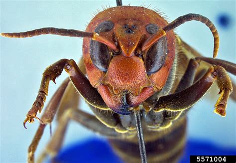 Murder wasps - time to panic? Asian giant hornet, Vespa mandarinia ...