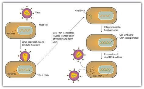 Life Cycle Of Virus Cell