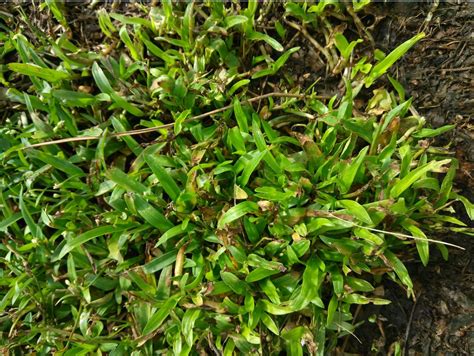 Still have Doveweed in the pastures? - UF/IFAS Extension Clay County